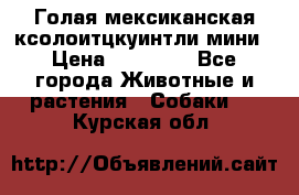 Голая мексиканская ксолоитцкуинтли мини › Цена ­ 20 000 - Все города Животные и растения » Собаки   . Курская обл.